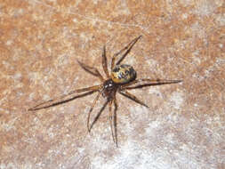 Image of Triangulate cobweb spider