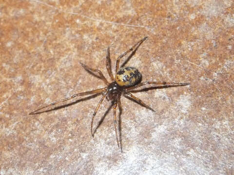 Image of Triangulate cobweb spider