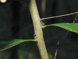 Image de Notelaea punctata R. Br.