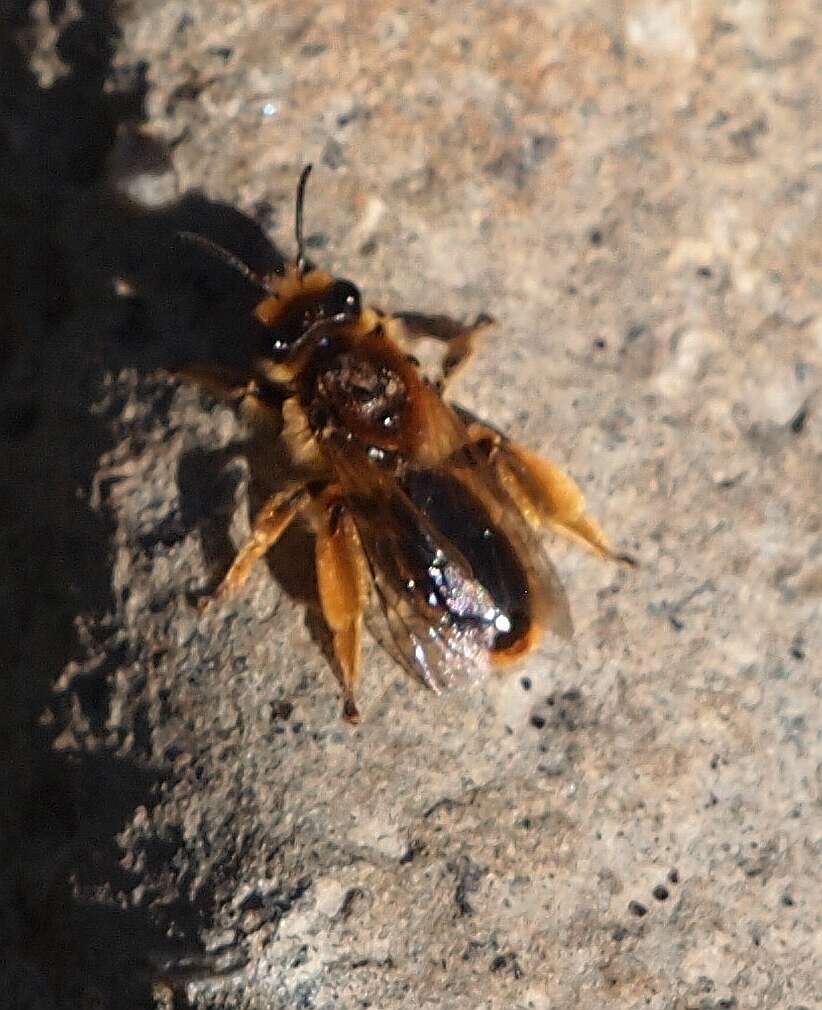 Image of tawny Nesocolletes