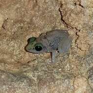 Image of Zeus' robber frog