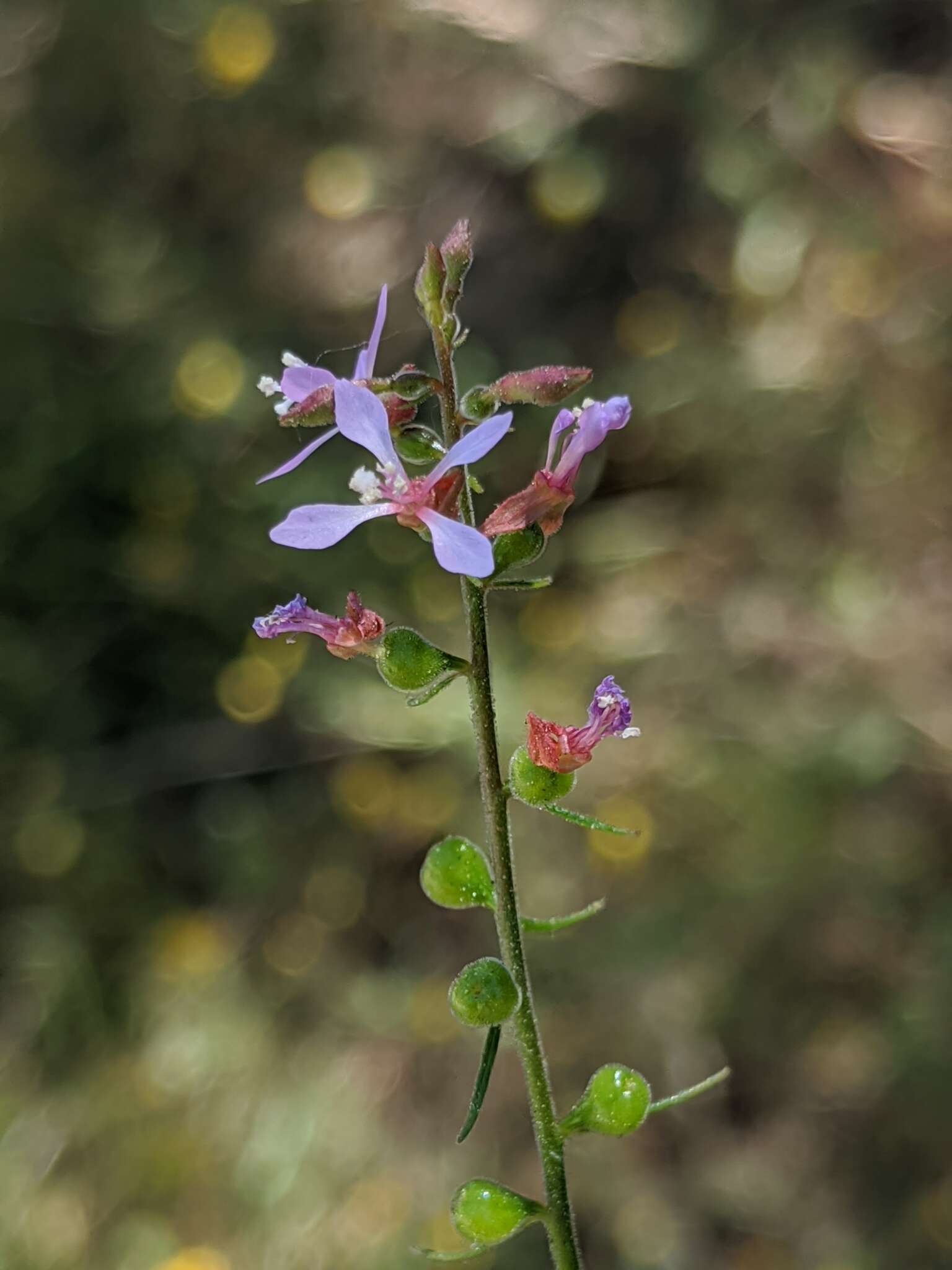 Image of mountain clarkia