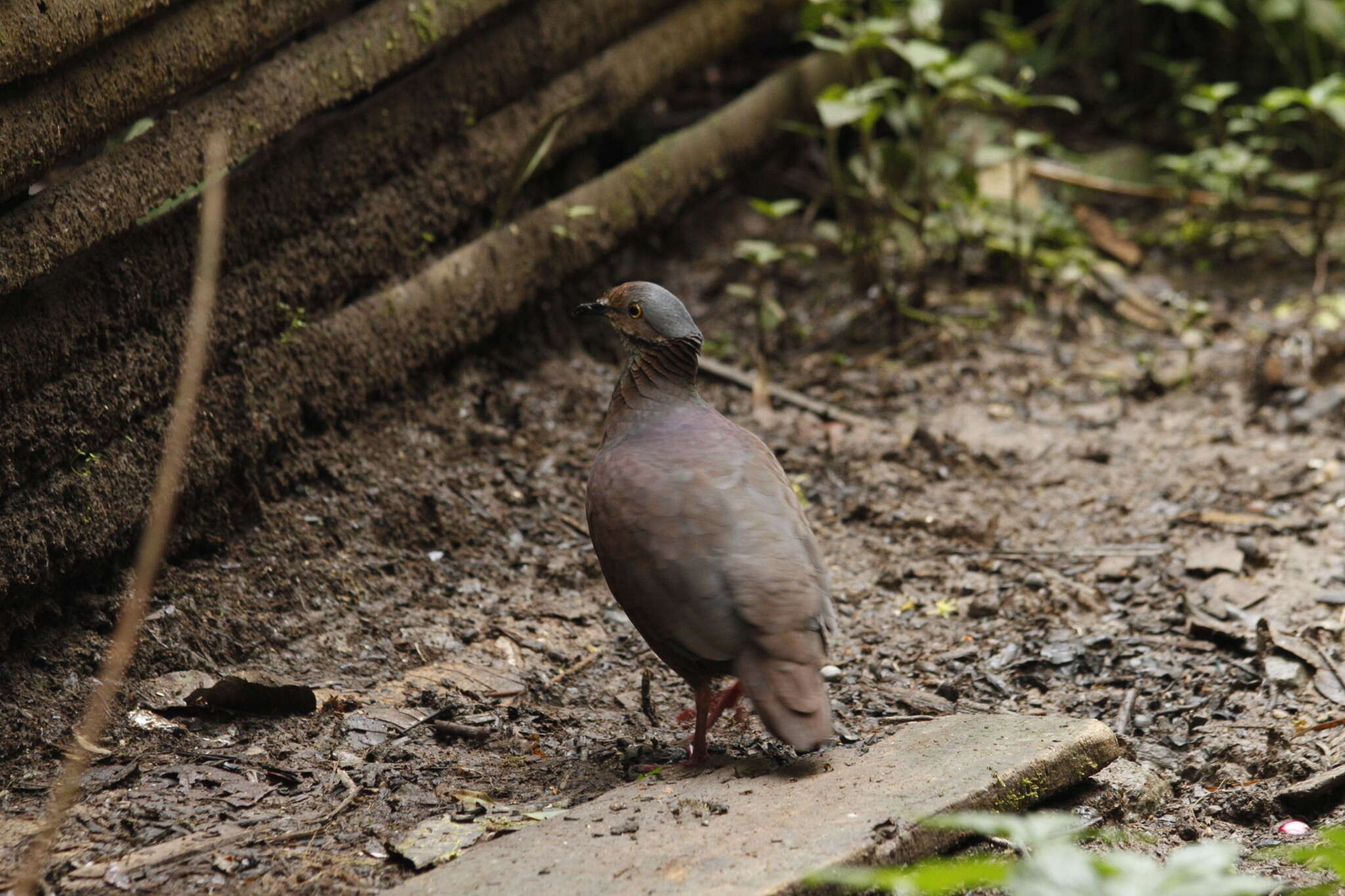 Image of White-throated Quail-Dove