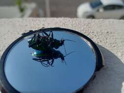 Sivun Calosoma (Calosoma) aurocinctum Chaudoir 1850 kuva