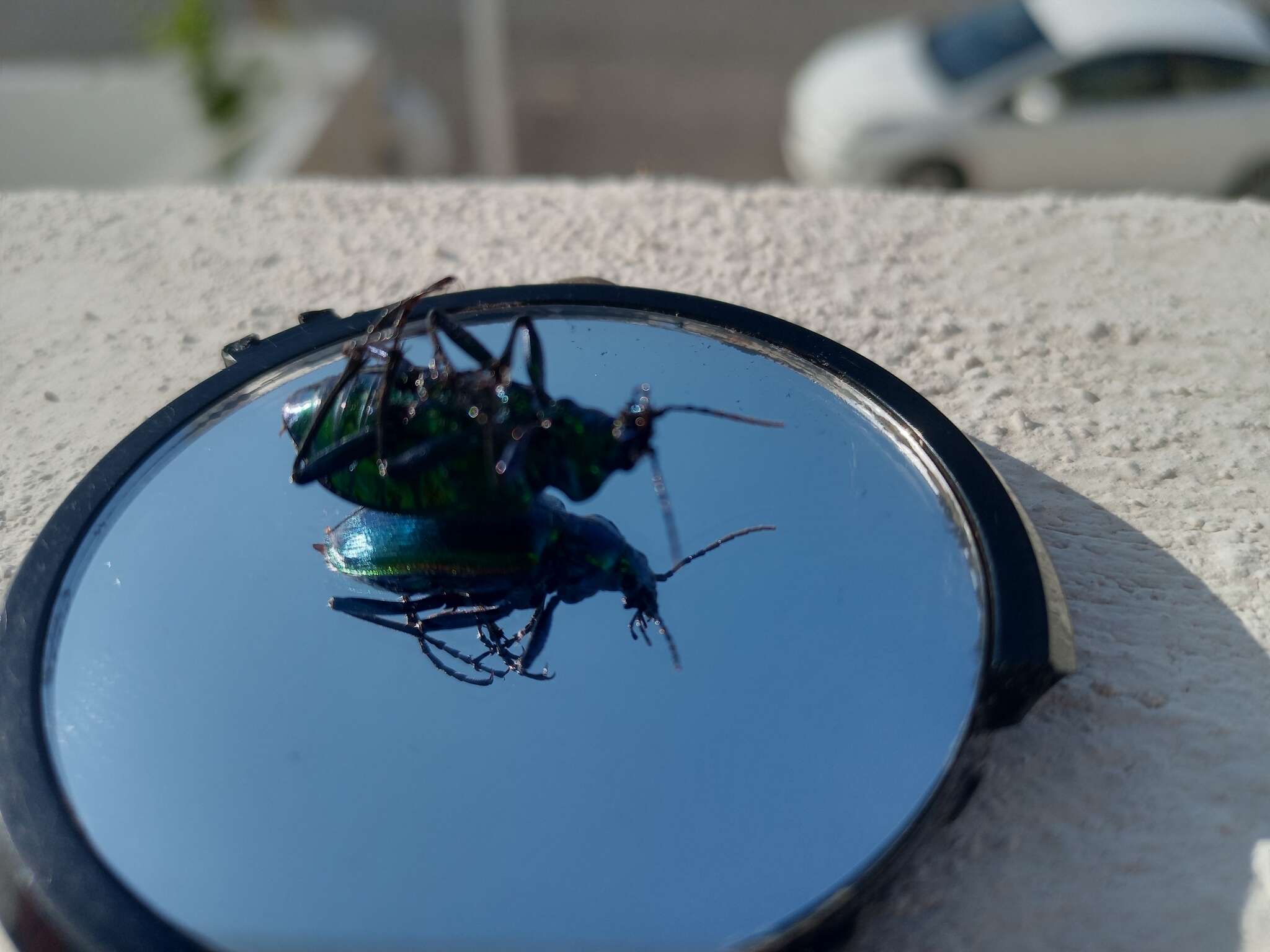 Sivun Calosoma (Calosoma) aurocinctum Chaudoir 1850 kuva