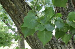 Image of narrowleaf cottonwood