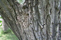 Image of narrowleaf cottonwood