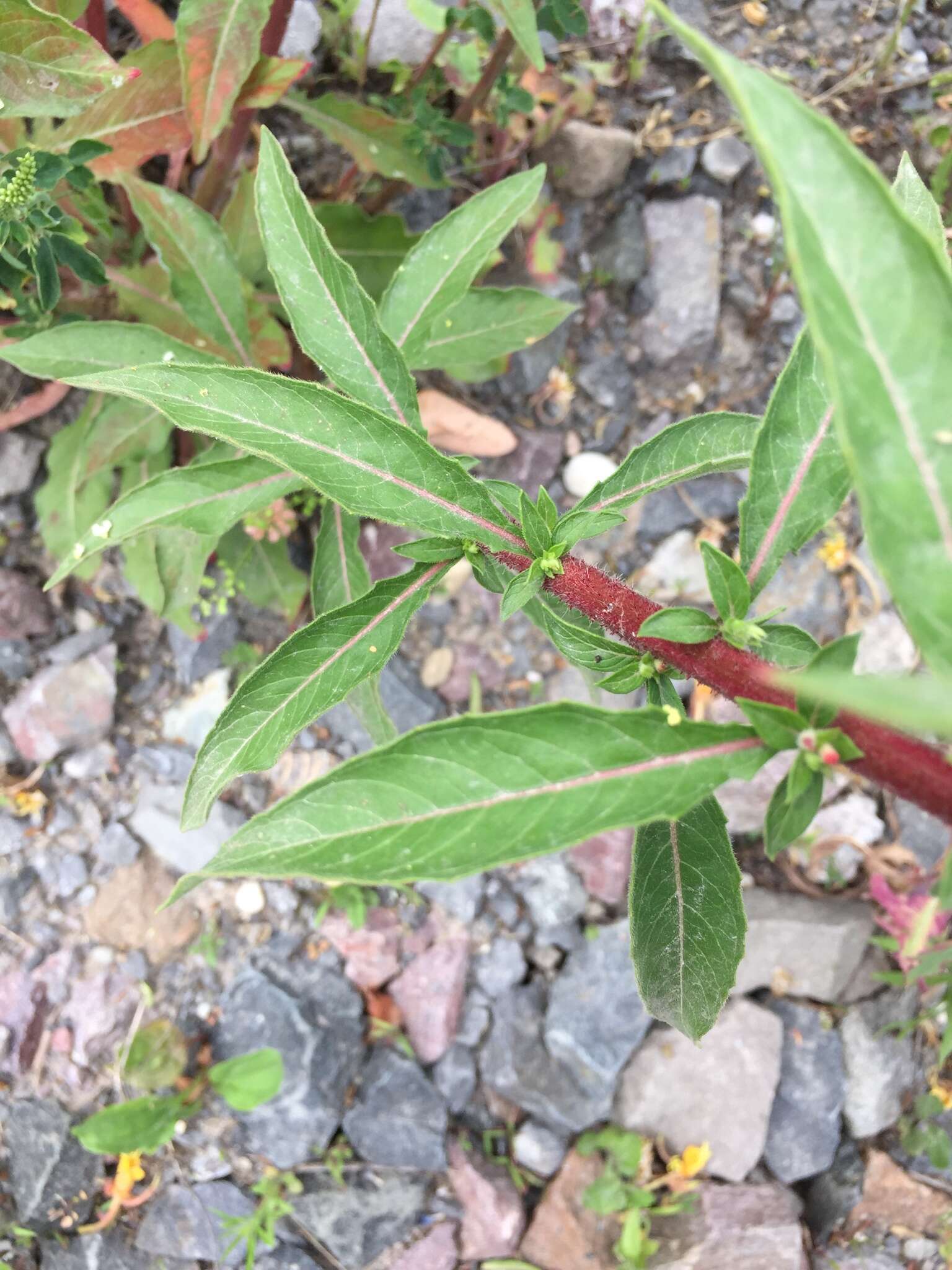 Imagem de Oenothera ersteinensis Linder & Jean