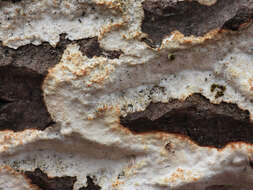 Image de Polypore corticole