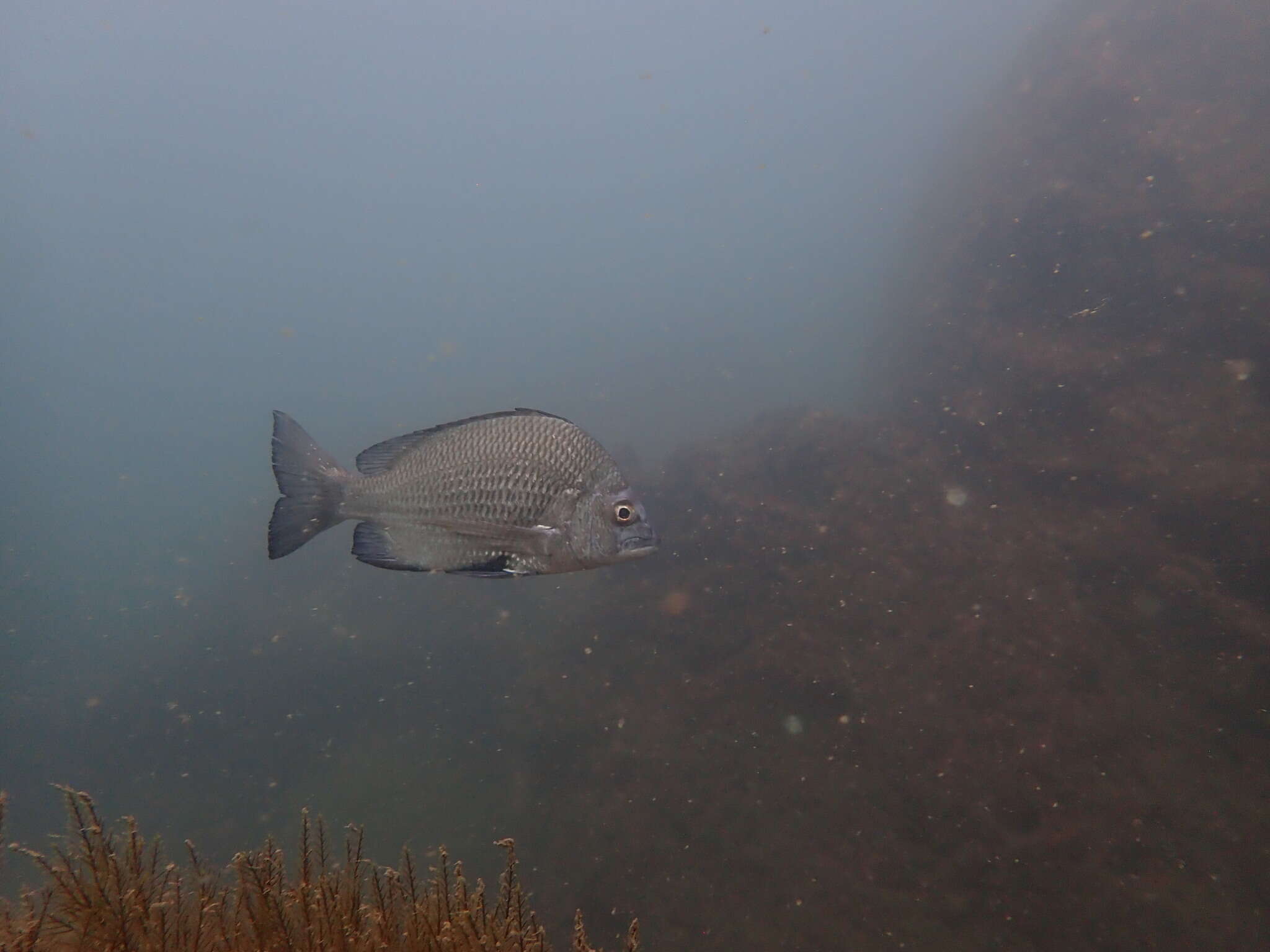 Image of Black Bream