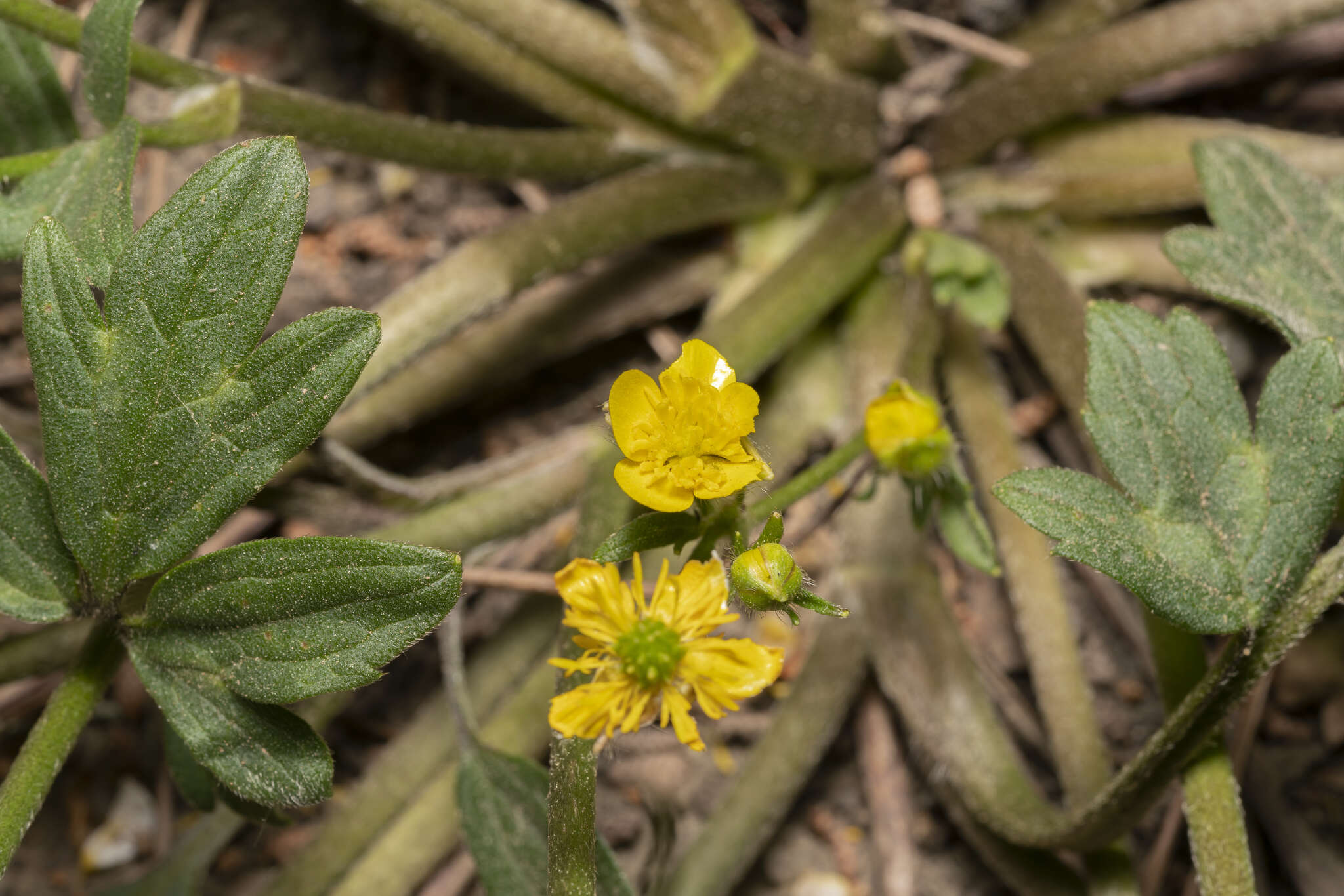 Image de Ranunculus neapolitanus Tenore