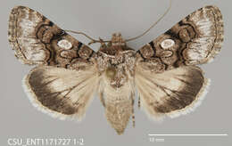 Image of Sympistis polingii Barnes 1904