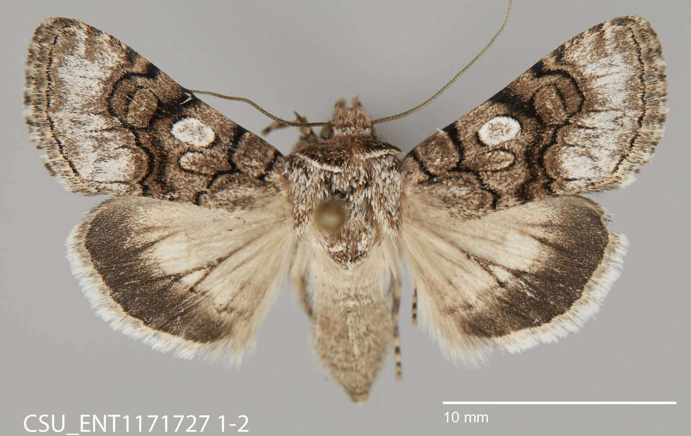 Image of Sympistis polingii Barnes 1904