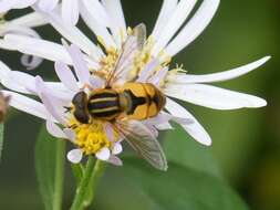 Image de Helophilus hybridus Loew 1846