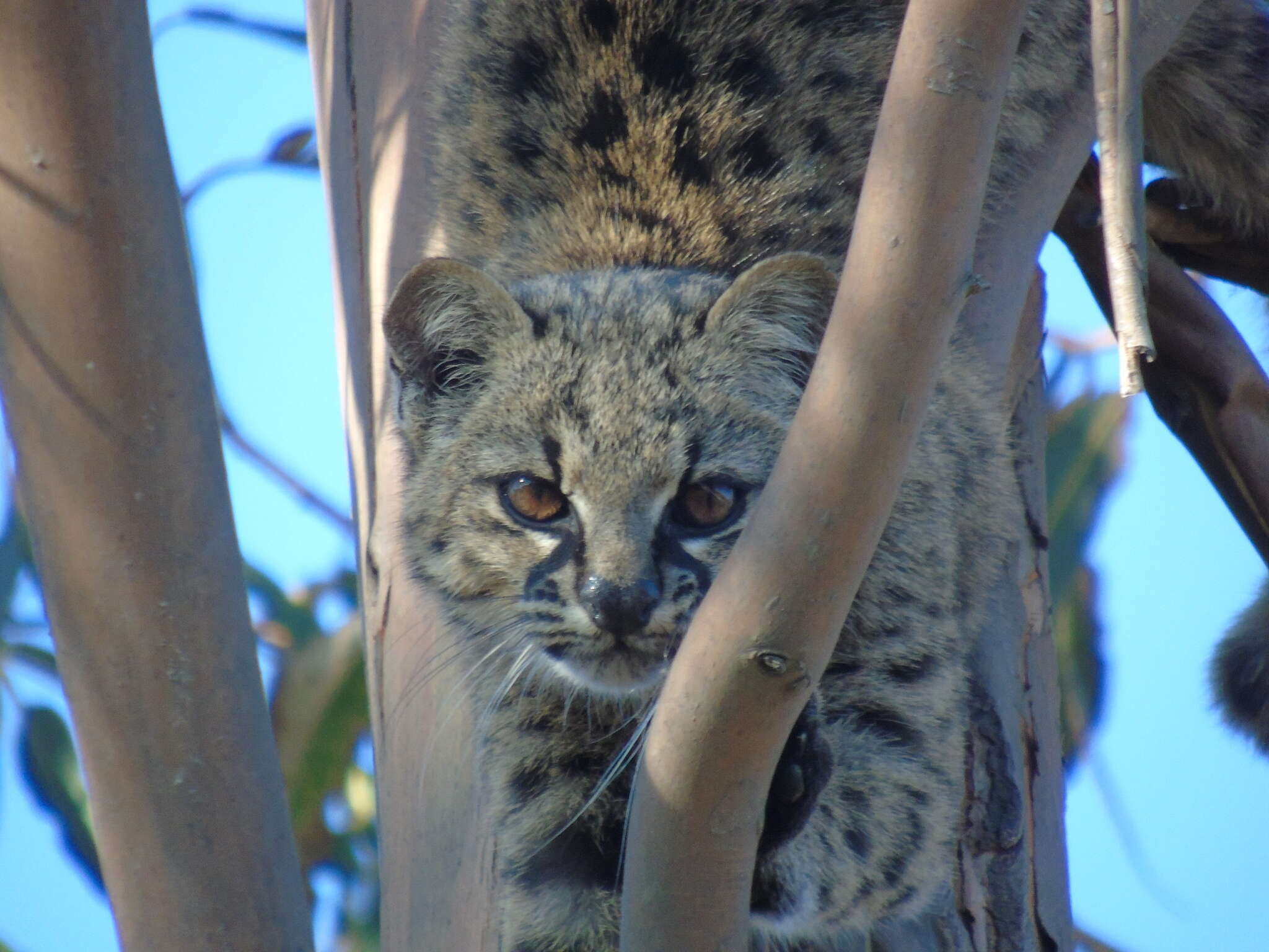 Image of Chilean cat