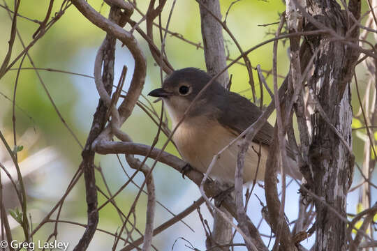 Image of Red-tailed Vangas