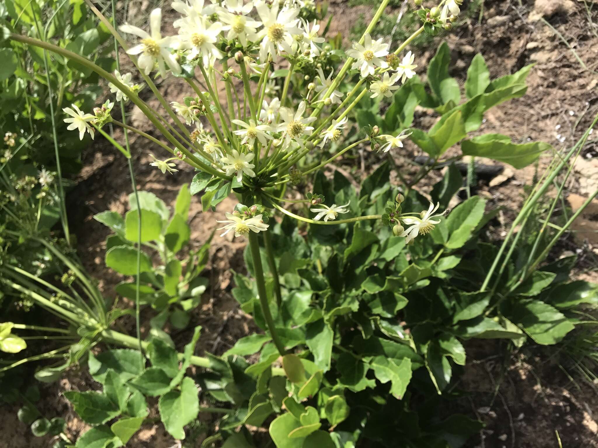 Image of Knowltonia vesicatoria (L. fil.) Sims