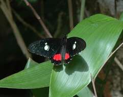 صورة Parides panares (Gray (1853))