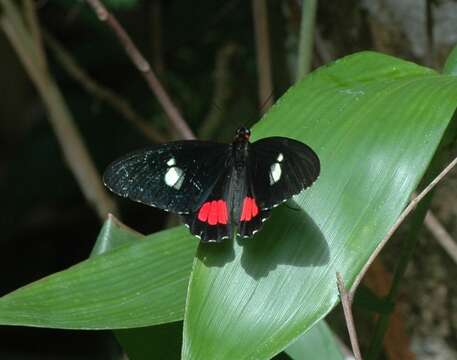 Image of Parides panares (Gray (1853))