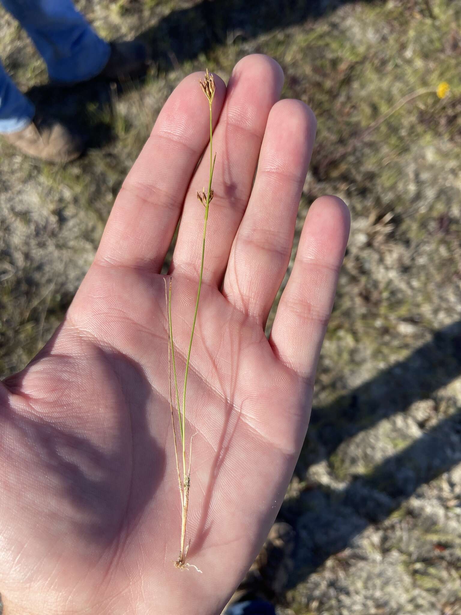 Image of Spreading Beak Sedge