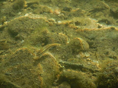 Image of Languedoc minnow