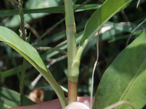 Image de Persicaria glabra (Willd.) Gomez de la Maza