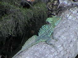 Image of Green Basilisk