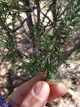 Слика од Cupressus macnabiana A. Murray bis