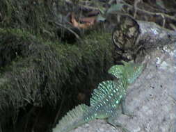 Image of Green Basilisk