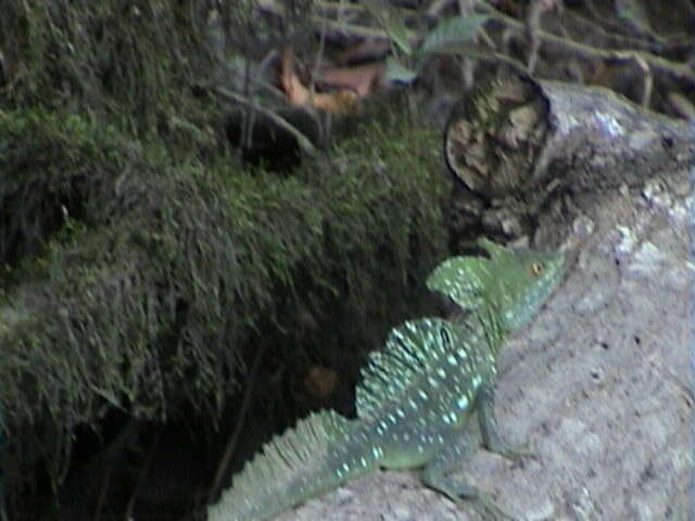 Image of Green Basilisk