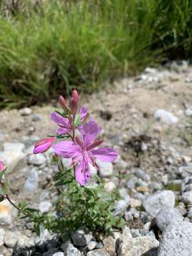 Image of Epilobium colchicum Albov