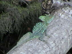 Image of Green Basilisk