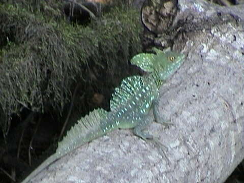 Image of Green Basilisk