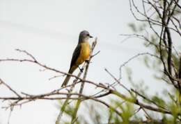 Image of Couch's Kingbird