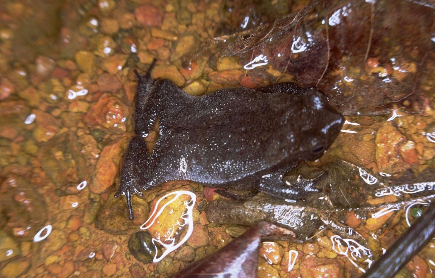 Image of Rhinella margaritifera (Laurenti 1768)