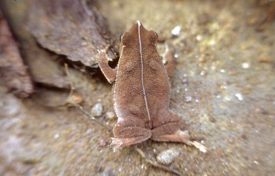 Image of Rhinella margaritifera (Laurenti 1768)