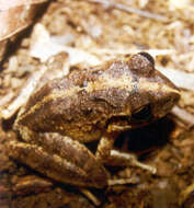 Image of Central American Rain Frog
