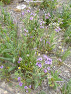 Image of Texan phacelia