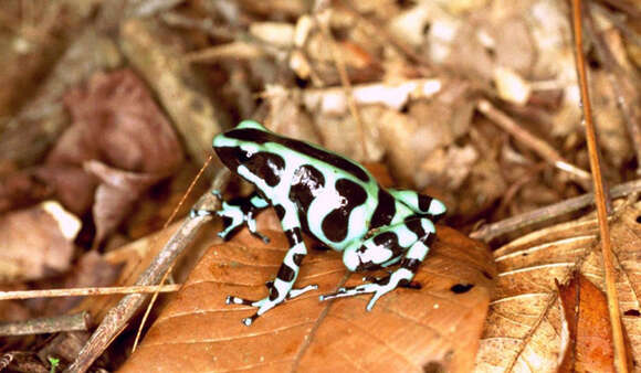 Image of Gold Arrow-poison Frog