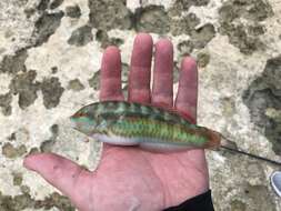 Image of Slippery Dick