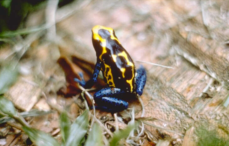 Image of Dyeing Poison Frog