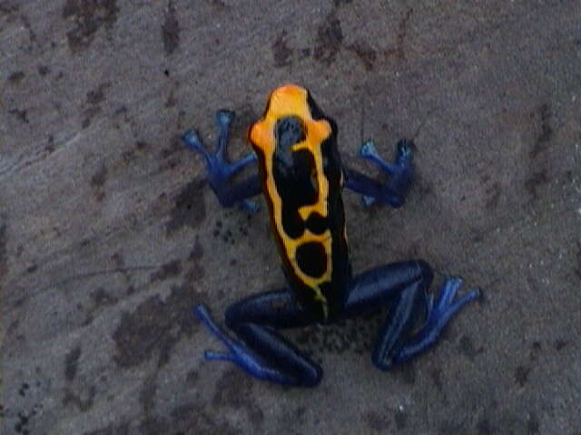 Image of Dyeing Poison Frog