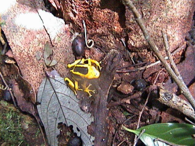 Image of Dyeing Poison Frog