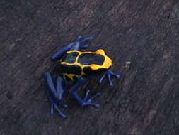 Image of Dyeing Poison Frog