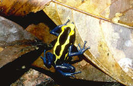 Image of Dyeing Poison Frog