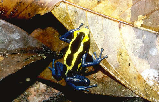 Image of Dyeing Poison Frog