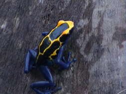 Image of Dyeing Poison Frog