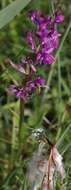 Image de Dactylorhiza lapponica (Laest. ex Hartm.) Soó