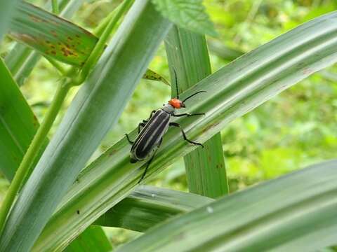 Image of <i>Epicauta waterhousei</i>