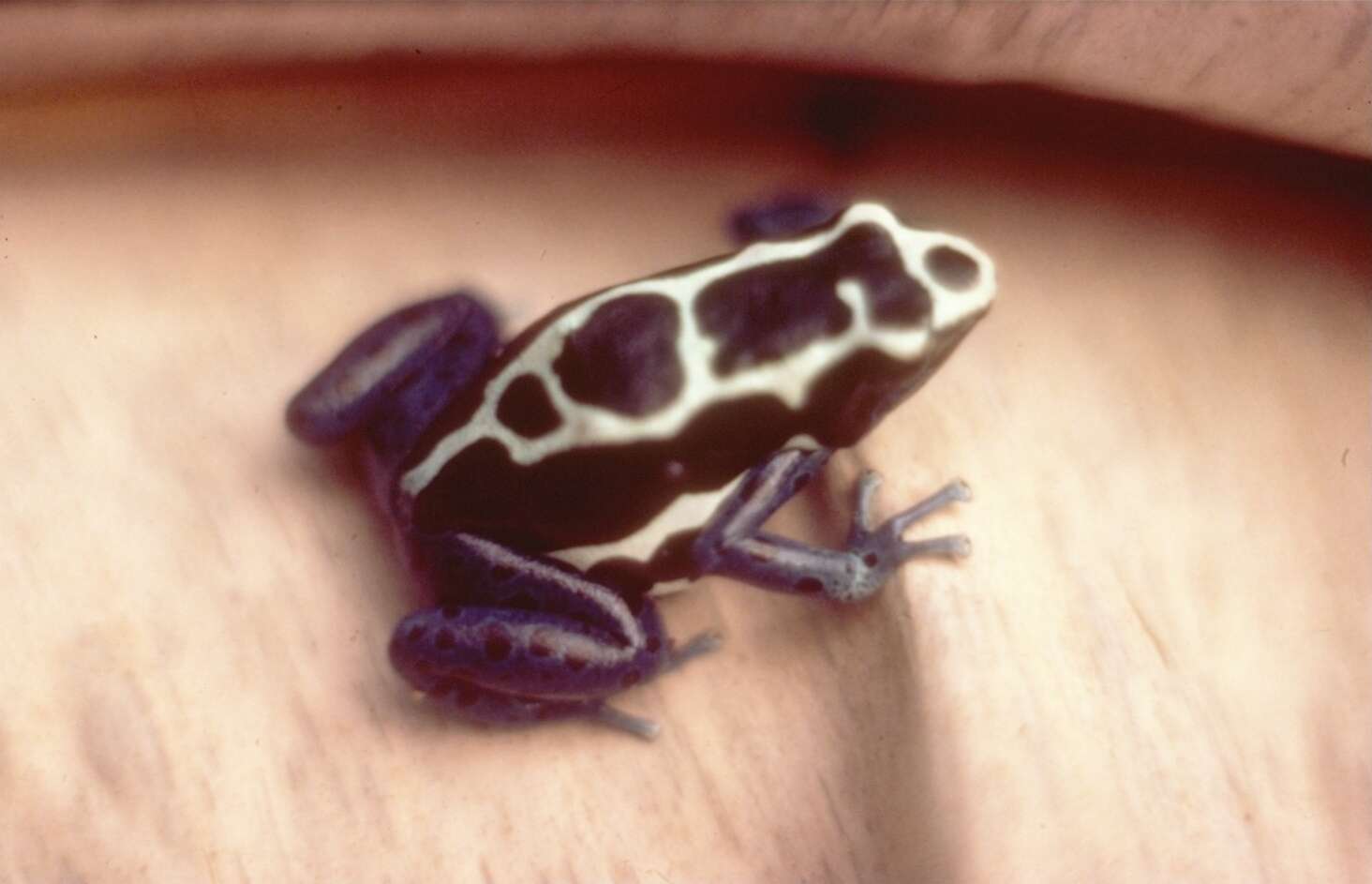 Image of Dyeing Poison Frog